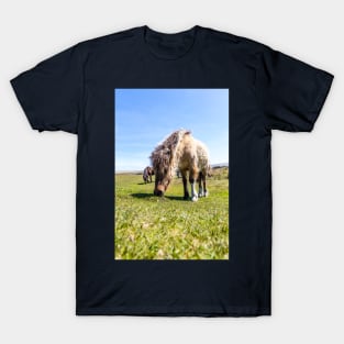 Dartmoor Pony T-Shirt